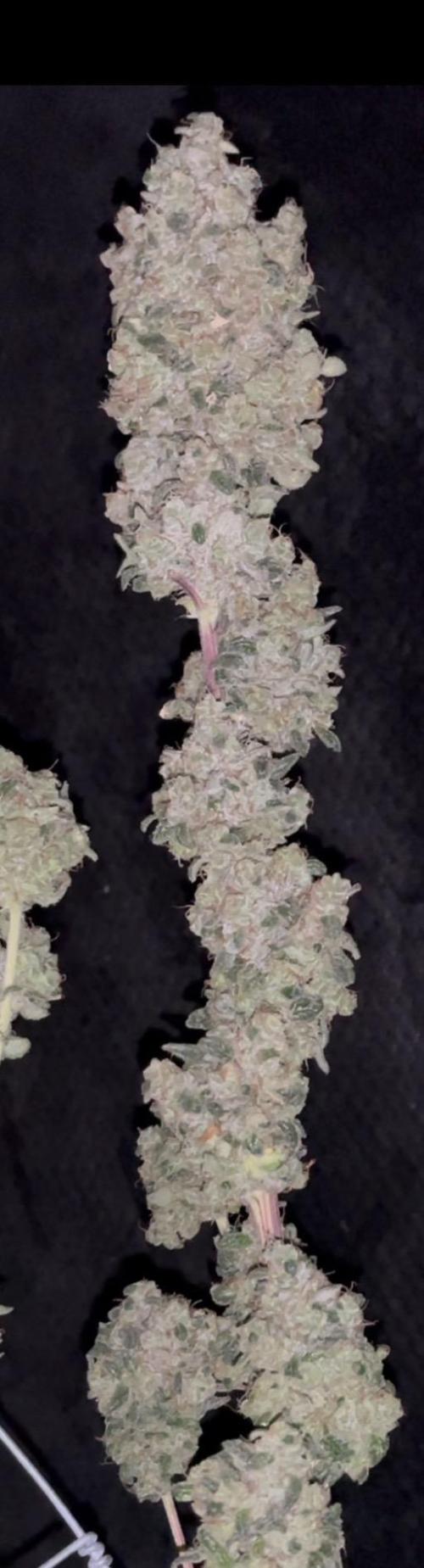 Permanent Bluez IZI Seeds Grow contest. Week 12