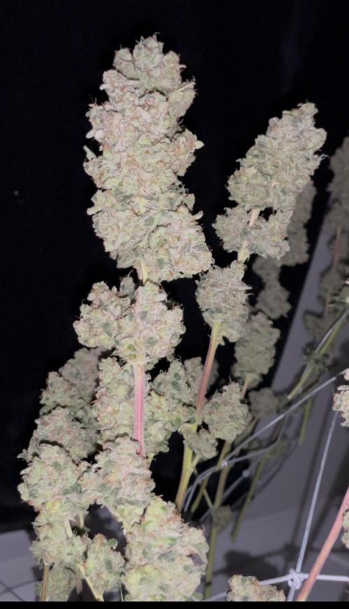 Permanent Bluez IZI Seeds Grow contest. Week 12