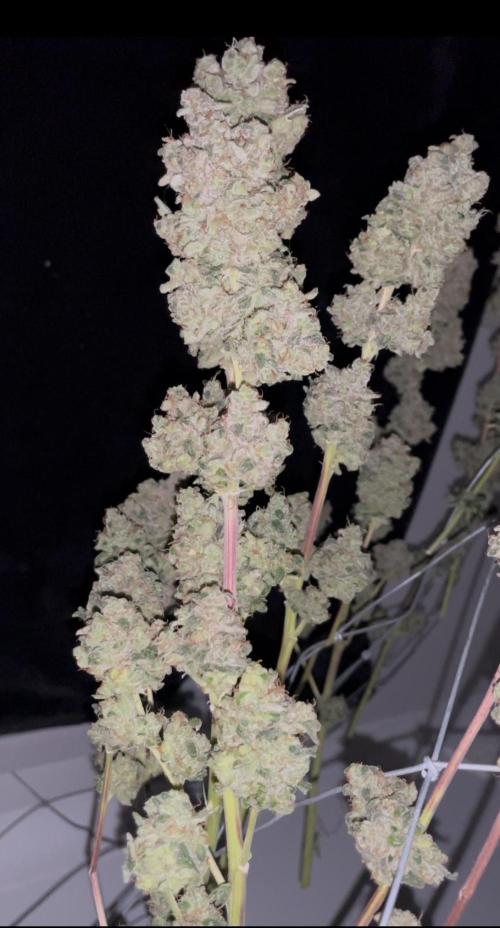Permanent Bluez IZI Seeds Grow contest. Week 12