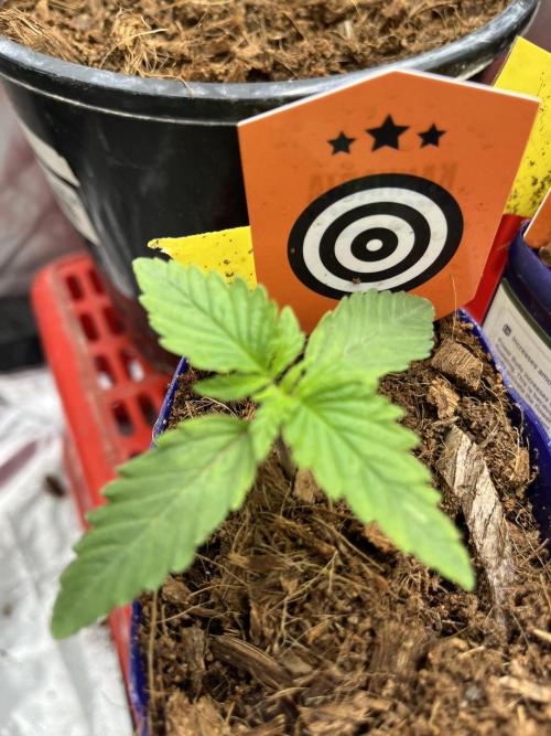 Apple Fritter by Kanabia. Week 0