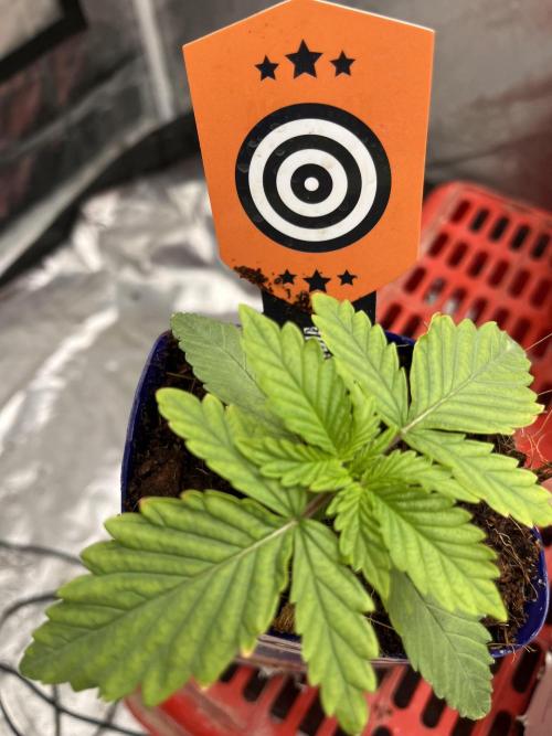 Apple Fritter by Kanabia. Week 0