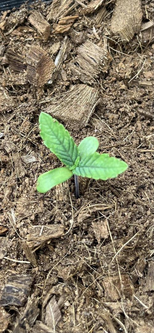 Runtz by Dutchfem. Week 0