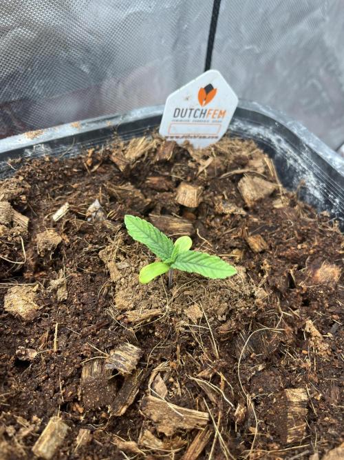Runtz by Dutchfem. Week 0