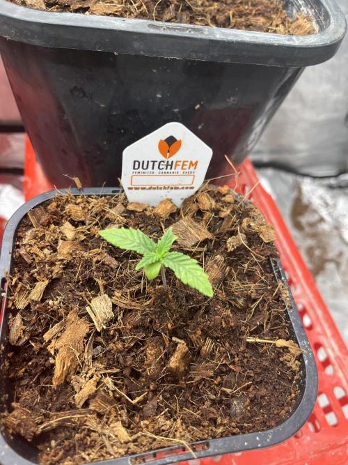 Runtz by Dutchfem. Week 0