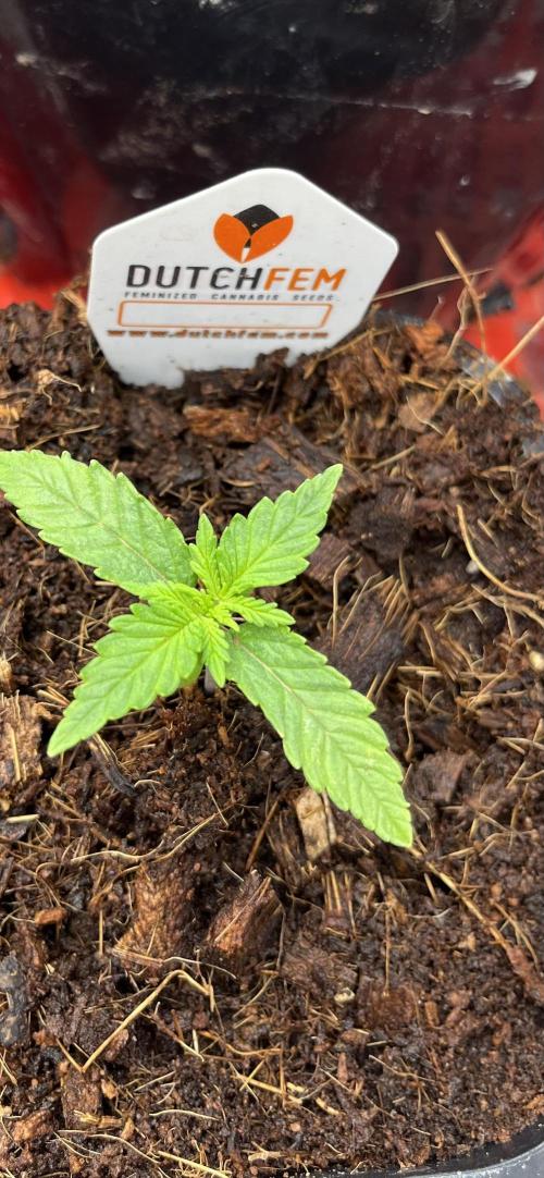 Runtz by Dutchfem. Week 0
