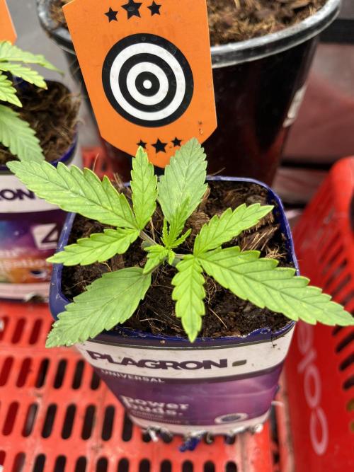 RS11 (Rainbow Sherbert #11). Week 0