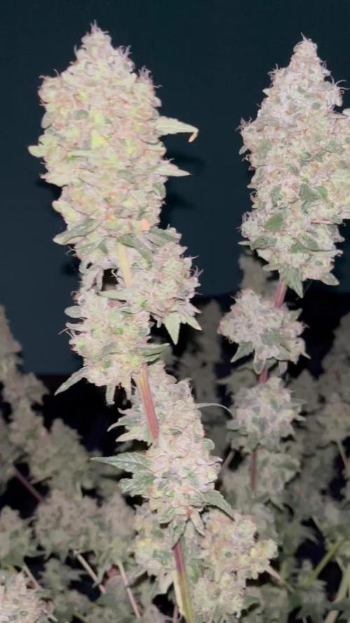 Permanent Bluez IZI Seeds Grow contest