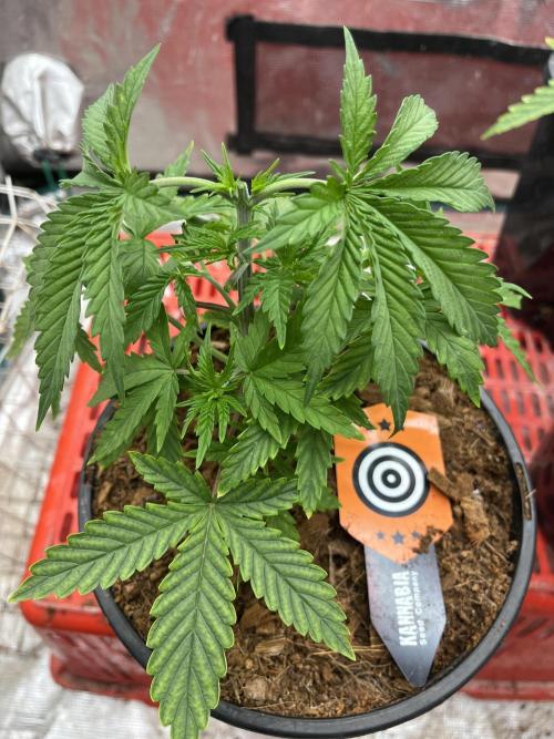 RS11 take 2. Week 1