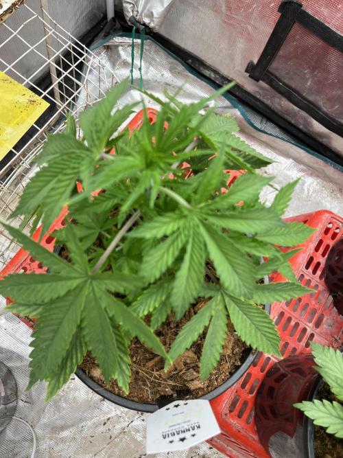 RS11 (Rainbow Sherbert #11). Week 1