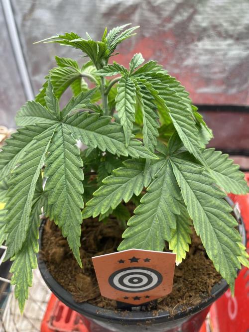 Apple Fritter by Kanabia. Week 1