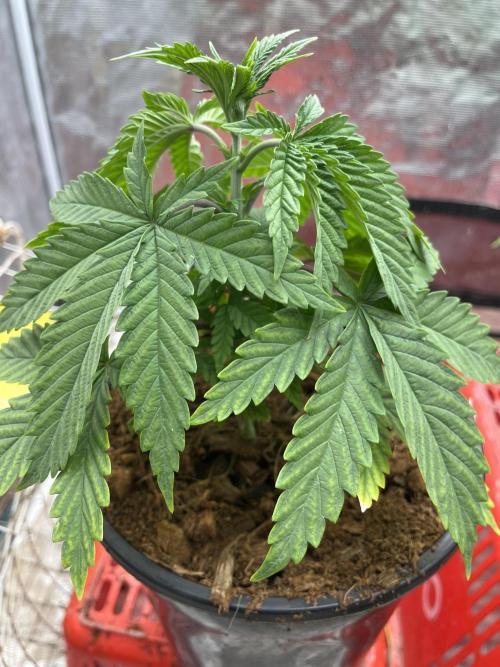 Apple Fritter by Kanabia. Week 1