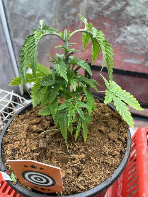 Apple Fritter by Kanabia. Week 1
