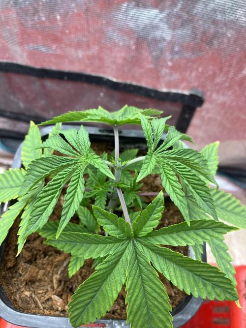 Runtz by Dutchfem. Week 1