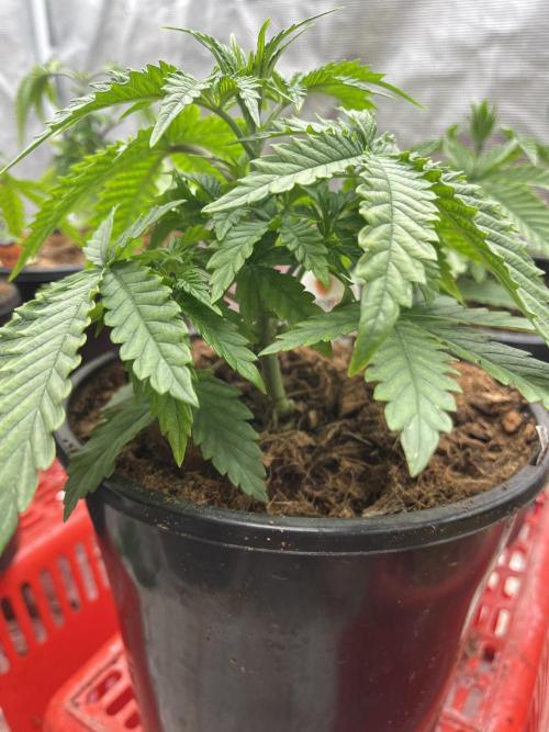 Runtz by Dutchfem. Week 1