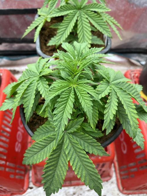 Runtz by Dutchfem. Week 1