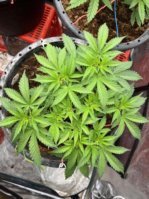 Runtz by Dutchfem. Week 2