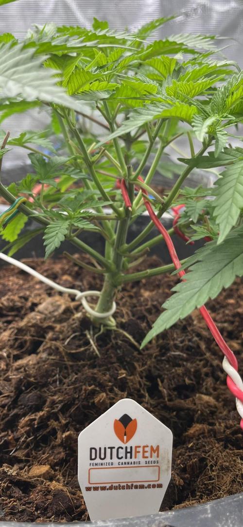 Runtz by Dutchfem. Week 2