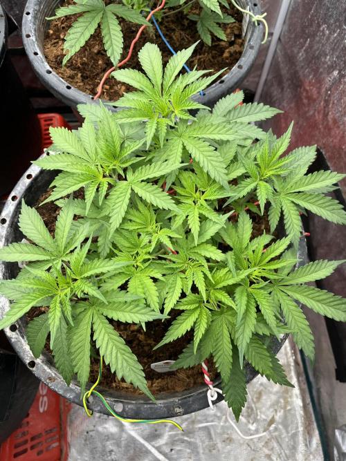 Runtz by Dutchfem. Week 2