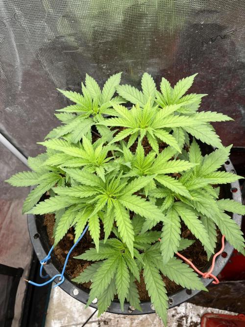 Apple Fritter by Kanabia. Week 2