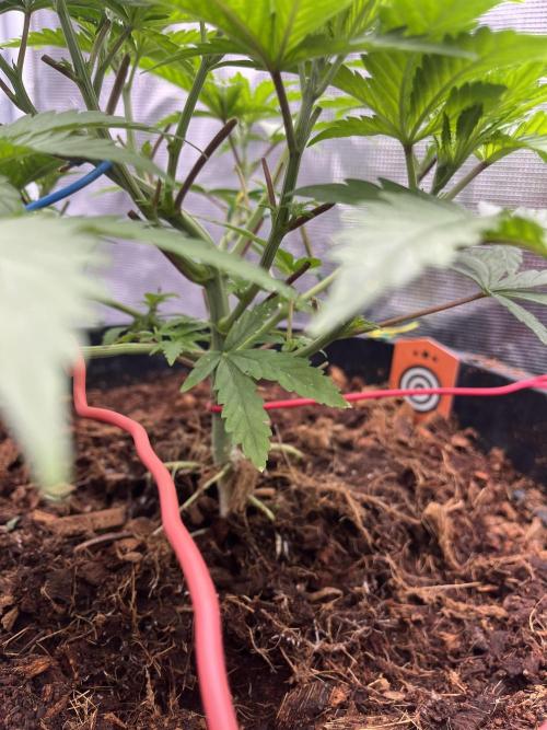 Apple Fritter by Kanabia. Week 2
