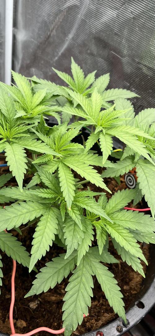 Apple Fritter by Kanabia. Week 2