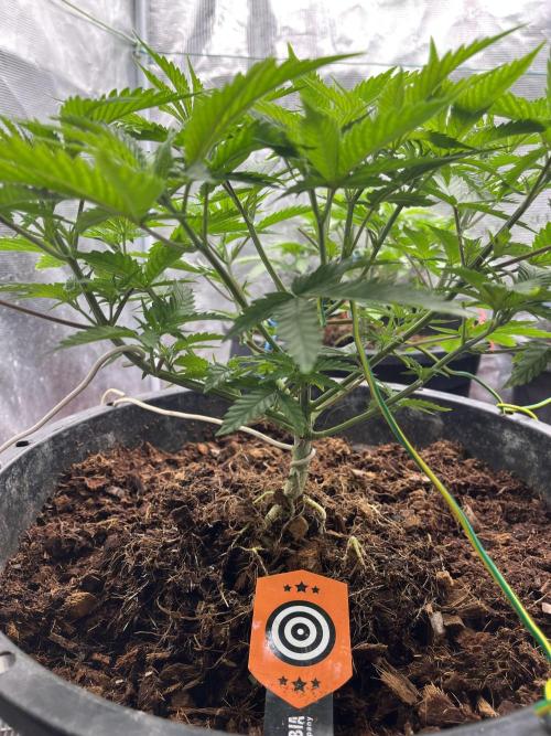 RS11 take 2. Week 2