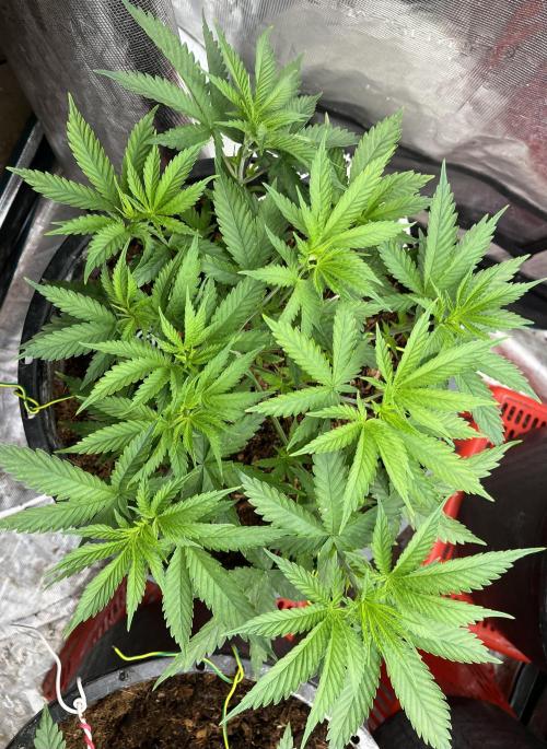 RS11 (Rainbow Sherbert #11). Week 2