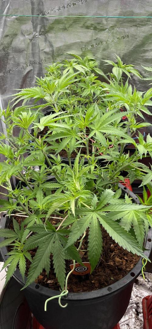 Runtz by Dutchfem. Week 3
