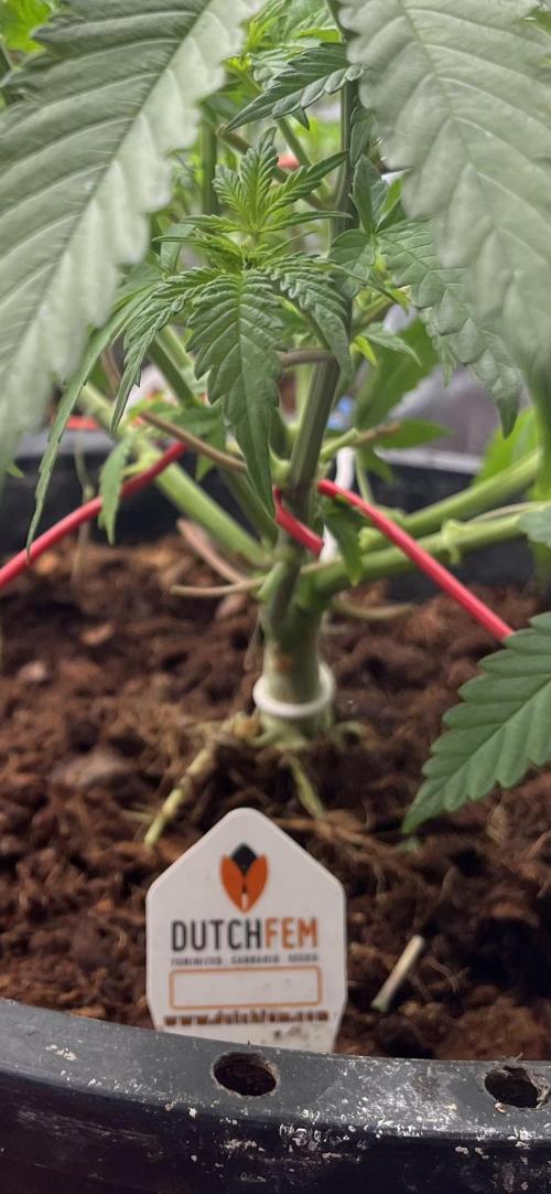 Runtz by Dutchfem. Week 3