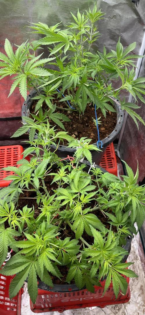 Runtz by Dutchfem. Week 3