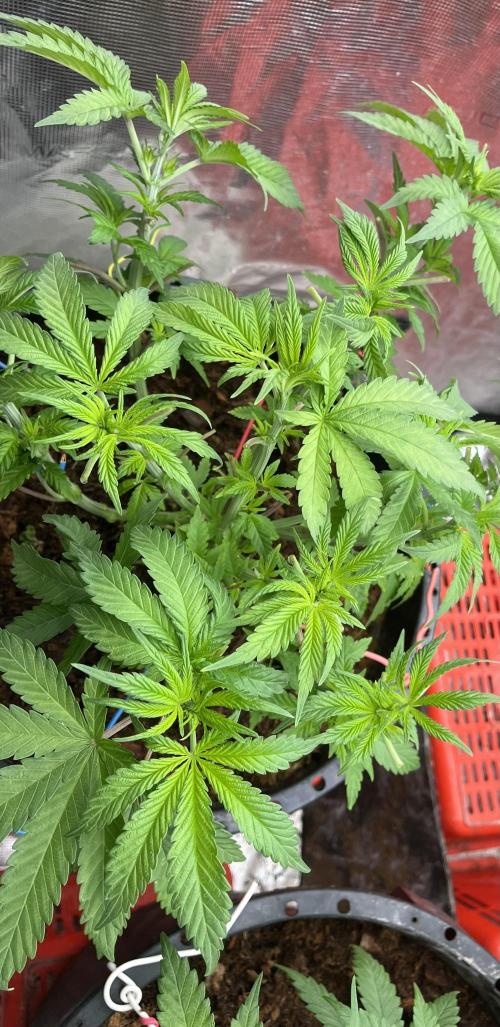 Apple Fritter by Kanabia. Week 3