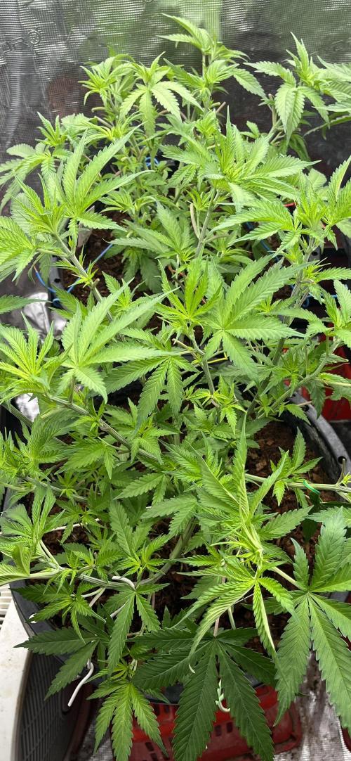 Apple Fritter by Kanabia. Week 3
