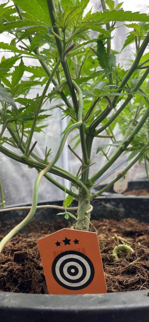 Apple Fritter by Kanabia. Week 3