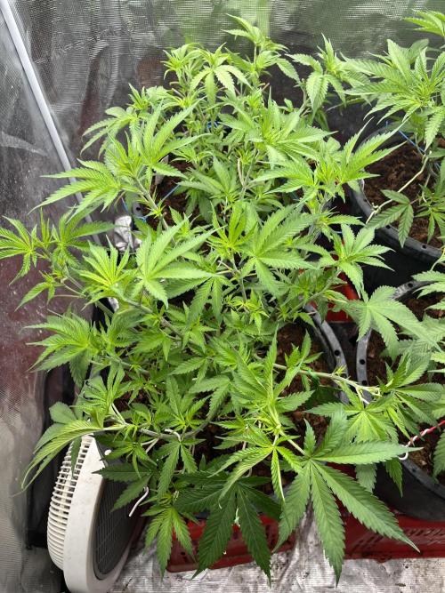 Apple Fritter by Kanabia. Week 3