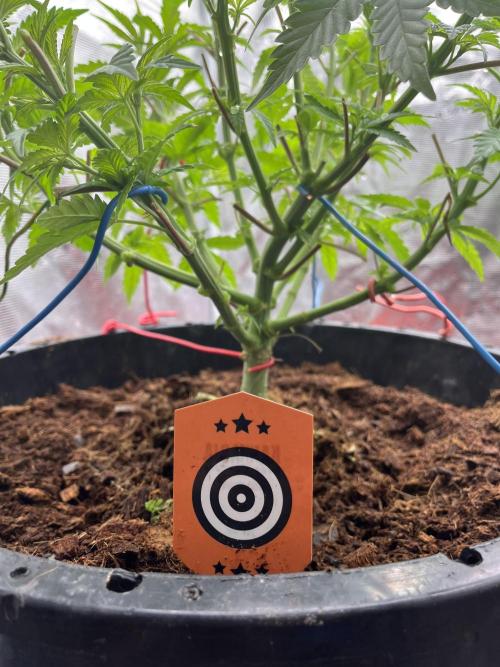 RS11 take 2. Week 3
