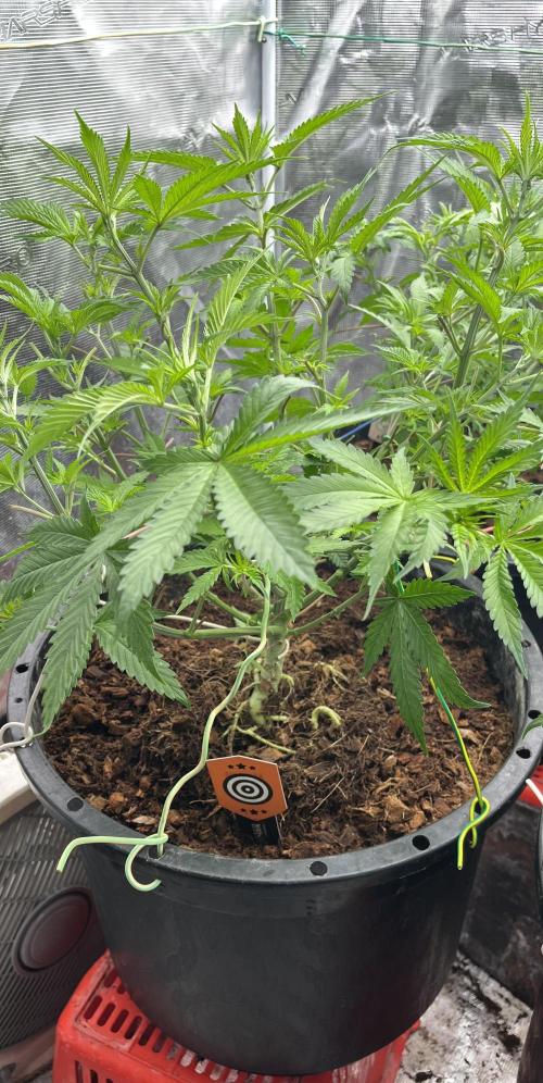 RS11 take 2. Week 3