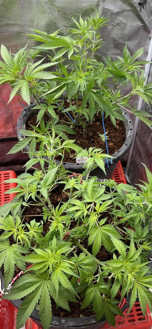 RS11 take 2. Week 3