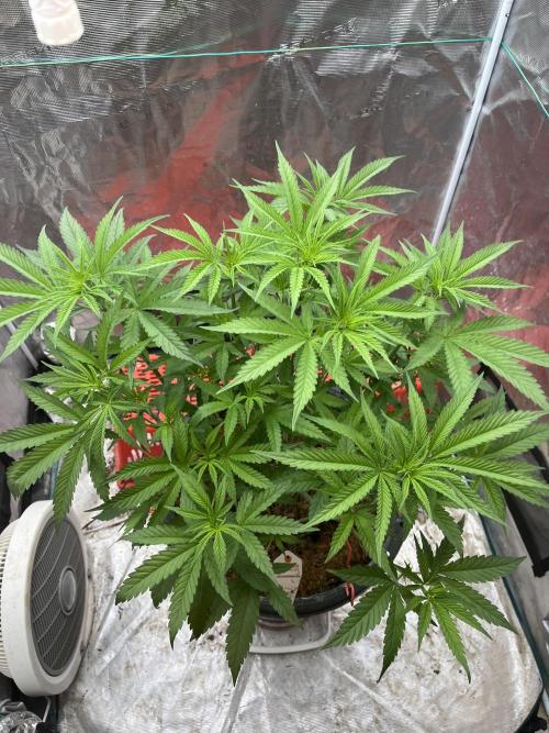 Runtz by Dutchfem. Week 4
