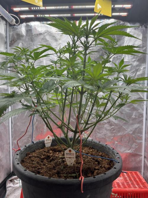 Runtz by Dutchfem. Week 4