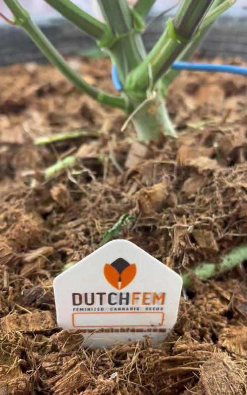 Runtz by Dutchfem