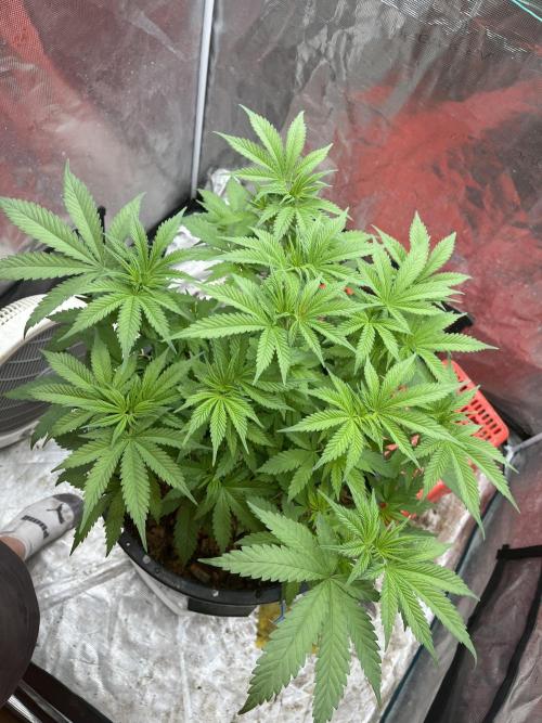 Apple Fritter by Kanabia. Week 4