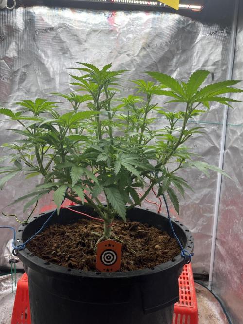 Apple Fritter by Kanabia. Week 4