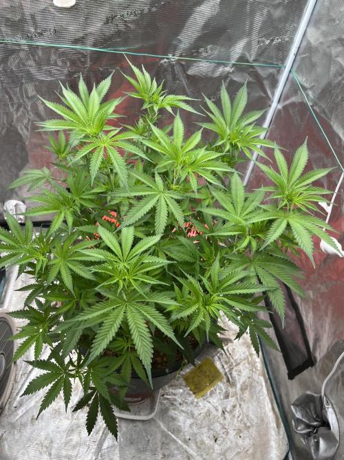 RS11 take 2. Week 4