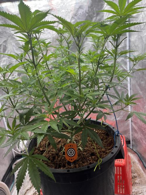 RS11 take 2. Week 4