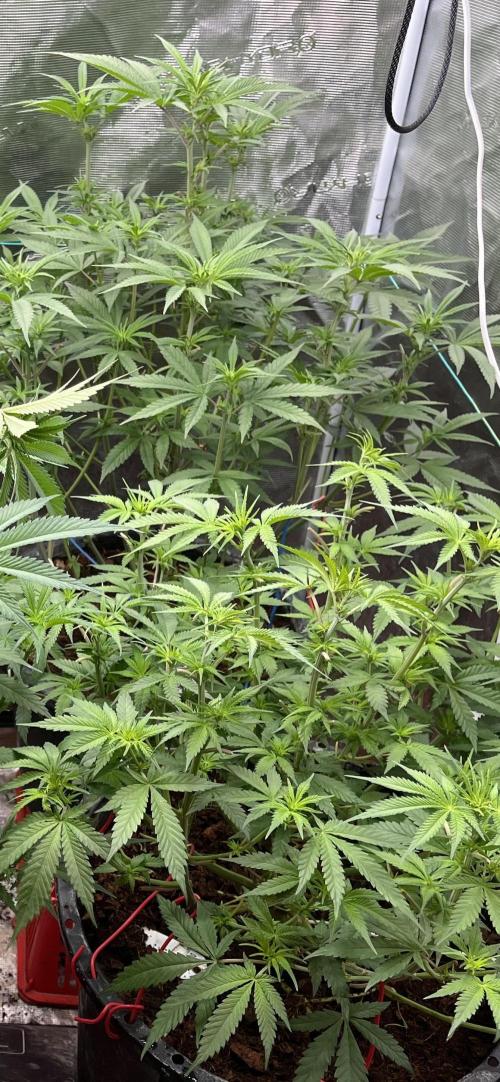 Runtz by Dutchfem. Week 5