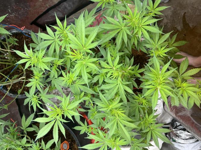 Runtz by Dutchfem. Week 5