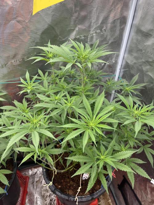 Runtz by Dutchfem. Week 5