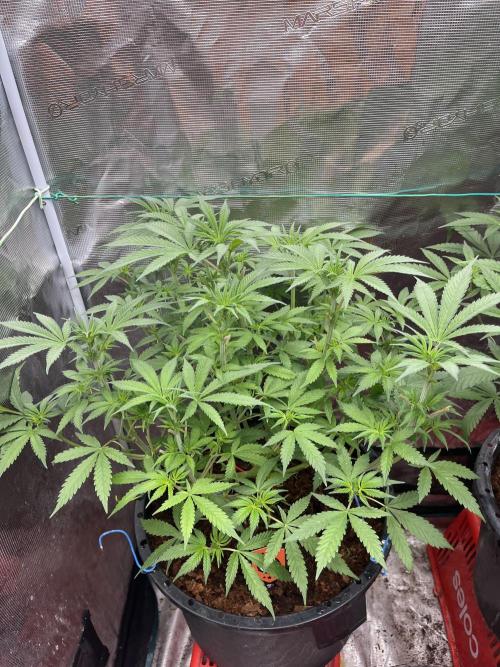 Apple Fritter by Kanabia. Week 5
