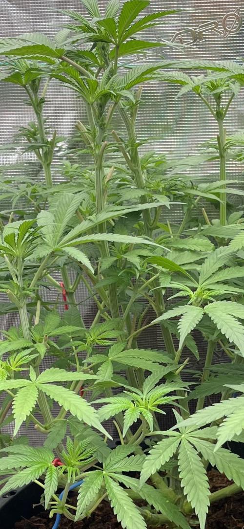 Apple Fritter by Kanabia. Week 5
