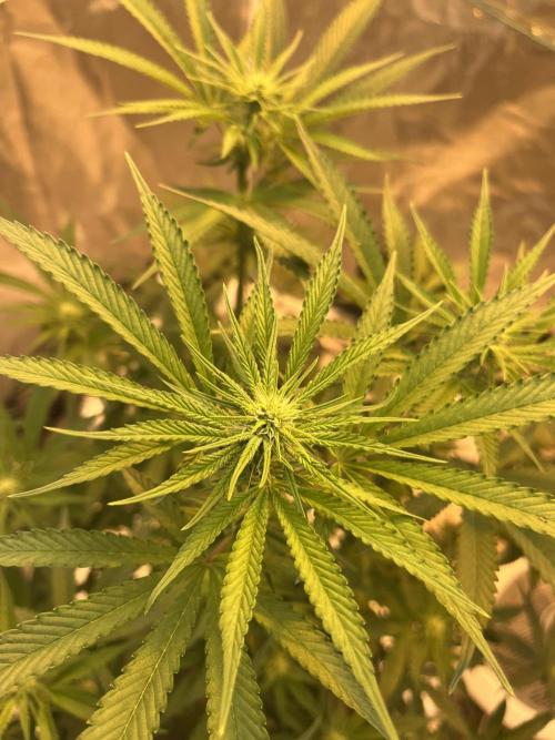 Runtz by Dutchfem. Week 6